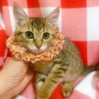 茨城から来ました！うる可愛い　ねねちゃん