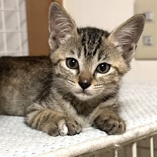 元気いっぱいプリティキジのリカちゃん