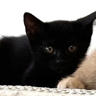 元気いっぱいわんぱく小僧のリク君