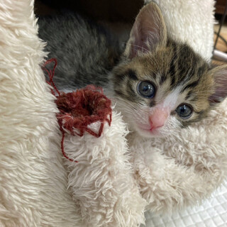 人馴れ抜群キジ白女の子