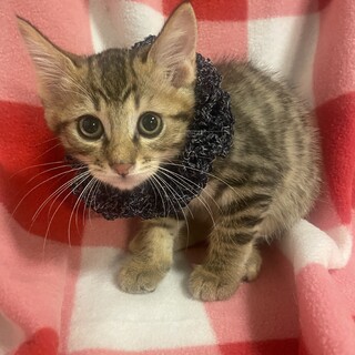 茨城から来ました！可愛い僕ののだよ♡