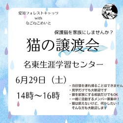 保護猫の譲渡会