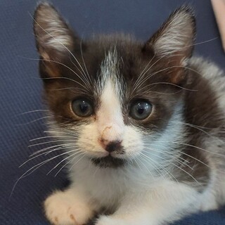 顎髭が可愛いハチワレくん