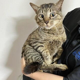 イケにゃん！玄武くん2歳！