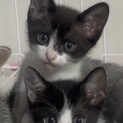 ⭐︎可愛い子猫2匹⭐︎人馴れしています(^^)