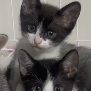 ⭐︎可愛い子猫2匹⭐︎人馴れしています(^^)