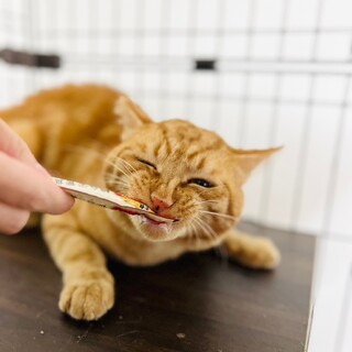 ビビリな甘えた男子、朱雀くん！