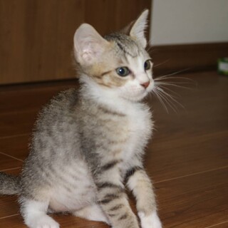 にゃんびー　愛くるしい目で見つめます