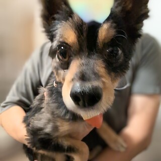 ちょ〜甘えん坊のポメチワくん♪（条件追記修正）