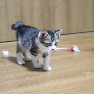 ゴン太　遊んでビームを多數発射