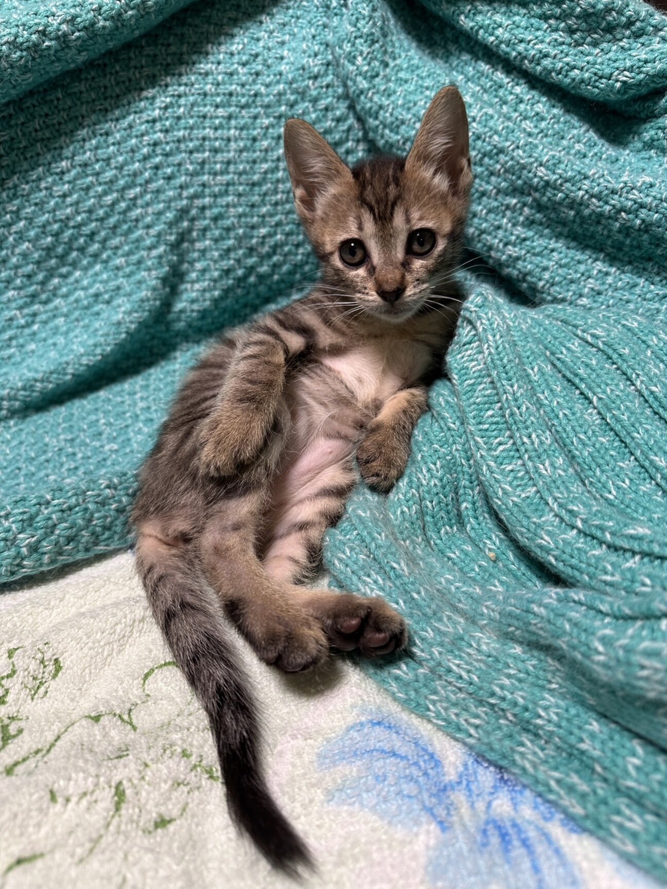 人慣れ抜群　抱っこ大好きで離れない　みたらしちゃん サムネイル1