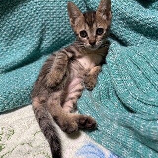 人慣れ抜群　抱っこ大好きで離れない　みたらしちゃん