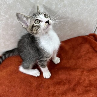 目が合うだけで喉鳴らします！人が大好きな❤おもち