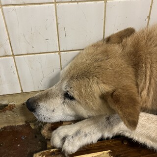 処分対象❗️収容期限7月3日❗️延長なし