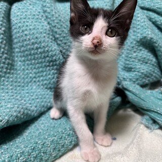 人も猫も大好き　マイペースでおっとり　オレオちゃん