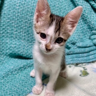 人も猫も大好き　超甘えん坊　タルトちゃん