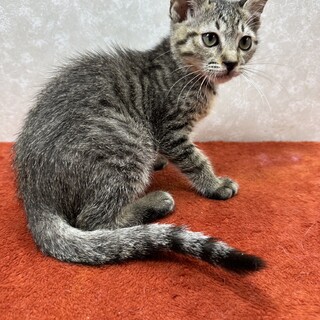 沢山いるキジの中から選んで下さい❤祈り猫ハッピー