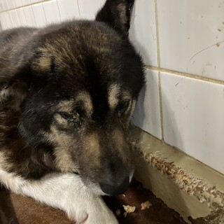 処分対象❗️収容期限7月3日❗️延長なし