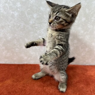 初めて飼う人にお勧め★抱っこ大好き甘えっ子❤ミント
