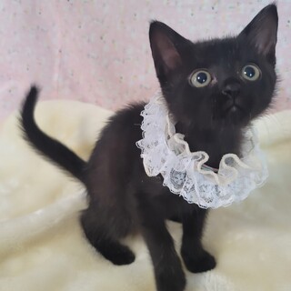 見つめられたらイチコロ♡黒猫♡マメちゃん