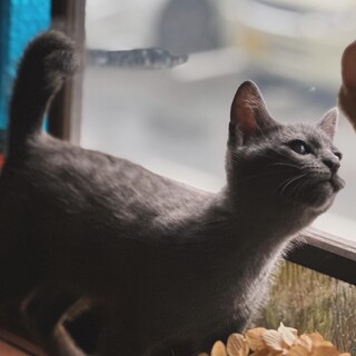 人馴れ抜群可愛いきょうだい