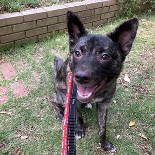 明るく元気な女の子まひる❤️野犬にも家族を