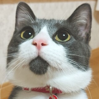 7/7 (日)譲渡会参加　ヤンチャ甘えん坊メット