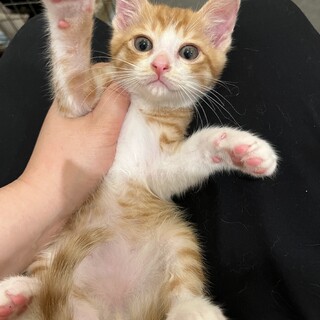 いもうともいっしょに！甘えん坊の茶白君♂