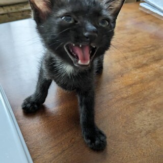 クロピー　遊び大好き人間大好き