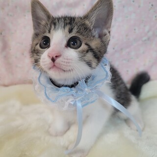 安心のガッシリ体型！バンくん♡１ヶ月半くらい