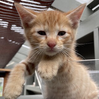 【7匹兄弟譲渡】茶トラちゃん