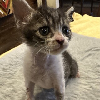 生後1日目から育てました