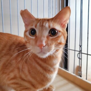 【6/30譲渡会】多頭飼育崩壊レスキューのネネ