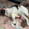 なぁぁお