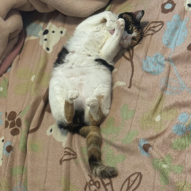 なぁぁおのカバー写真