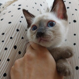 7月7日堺市里親会★マノン