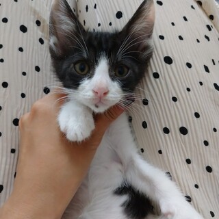 7月7日堺市里親会★ニモ