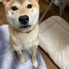 榛名君の家族募集中です。