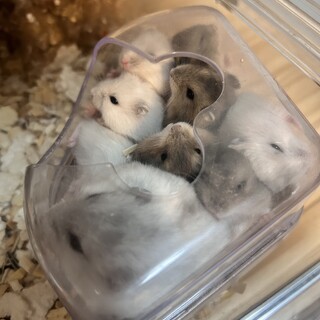 里親決まりました！ありがとうございました。