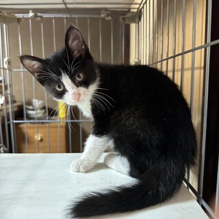 猫＊人好き3ヶ月の男の子