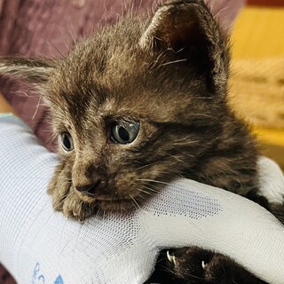 ブラックスモークタビーぽい男の子