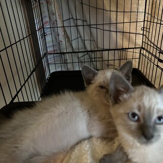 可愛いシャム系おっとりさん里親さん決まりました