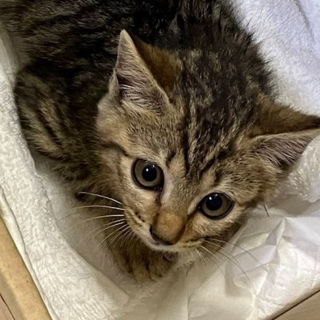 里親さん募集です！