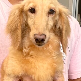 24-W150　可愛いダックス・ソフィアちゃん♪