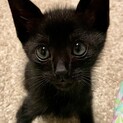3兄弟で1番甘えん坊な黒猫の男の子