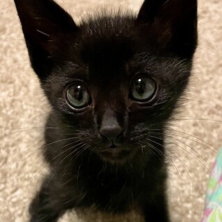 3兄弟で1番甘えん坊な黒猫の男の子