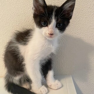 4にゃん兄妹♡イケメン♡かなと