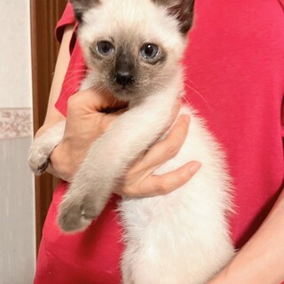 ブルーアイのルックくん♡ぼくを見て～