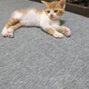 茶白こねこ♂ サムネイル3