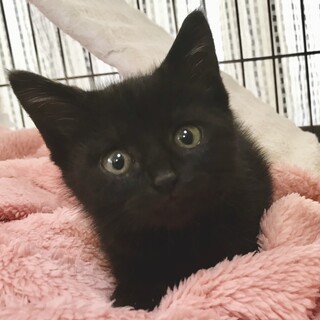 ヤンチャでオモロいクロネコ万福くん